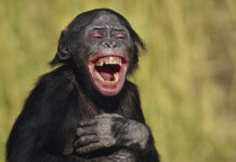 Eurovision 2007 was a laugh, wasn’t it? Laughter