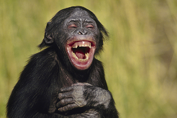 image Laughter