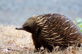 echidna