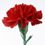 16 February – I love the untuned pianos Carnations