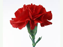 Carnation Carnations