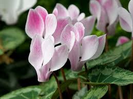 Cyprus Cyclamen