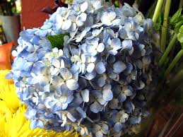 Hydrangea