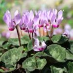 25 February – It’s the first time it’s happened to me Italian Cyclamen