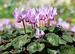 Italian Cyclamen Italian Cyclamen