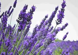 Lavender