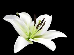Lily Lily