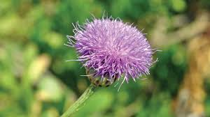 Maltese Rock Centuary Flower
