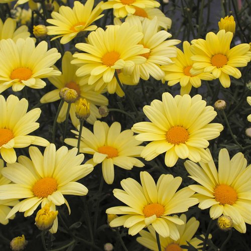 Marguerite daisy