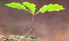 Oak sapling