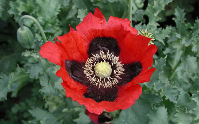 Opium Poppy