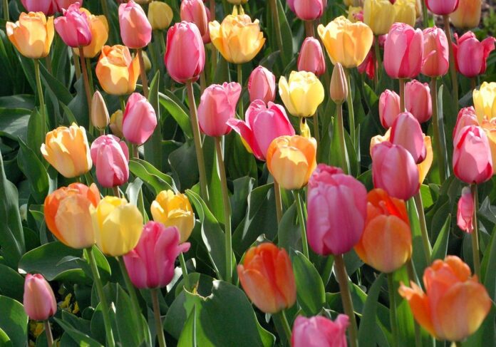 Tulip