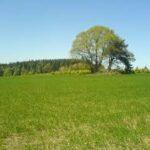 4 April – I’ll never go back to the clouds Trees