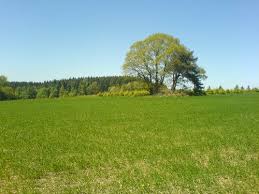 Knieff Trees