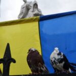 Eurovision ticket holders asked to move Eurovision pigeons have no ticket