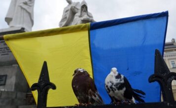 Eurovision ticket holders asked to move Eurovision pigeons have no ticket