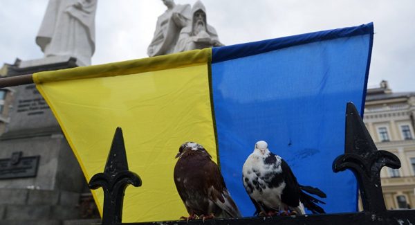 pigeons Eurovision pigeons have no ticket