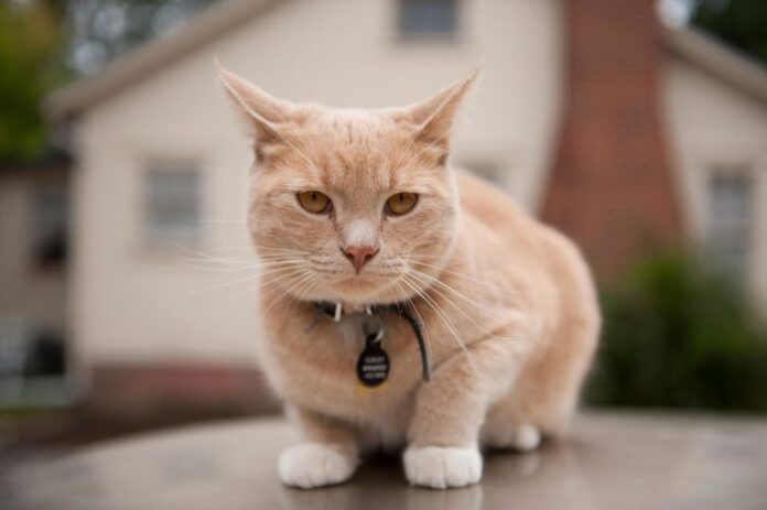 02-cat-training-NationalGeographic_1484324.ngsversion.1526587209178.adapt.1900.1 Cat