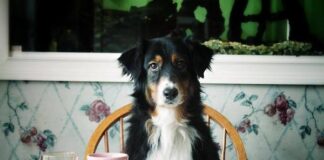 Ireland – they came, had a go, but ….