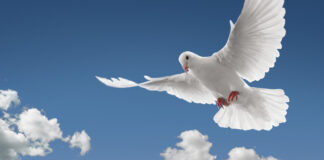 What the internet thinks about Eurovision – Day thirteen Doves