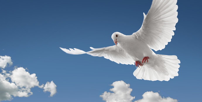 dove Doves